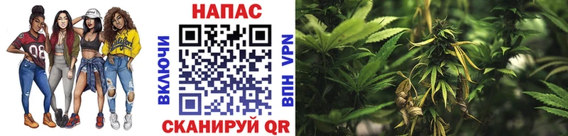 Бошки Шишки сатива как найти наркотики Кондопога
